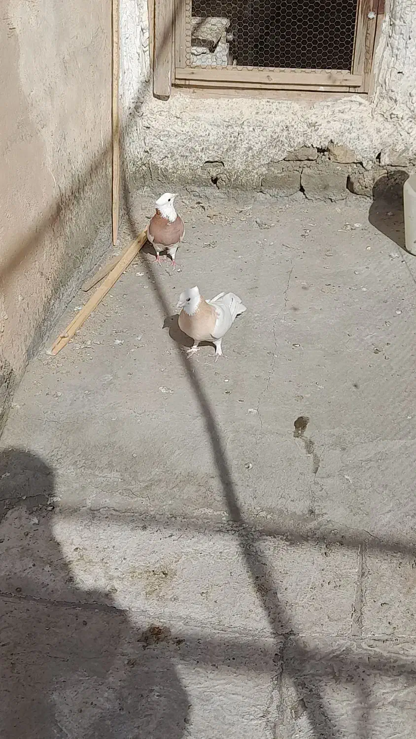 کفتر طوقی|پرنده|آران و بیدگل, |دیوار