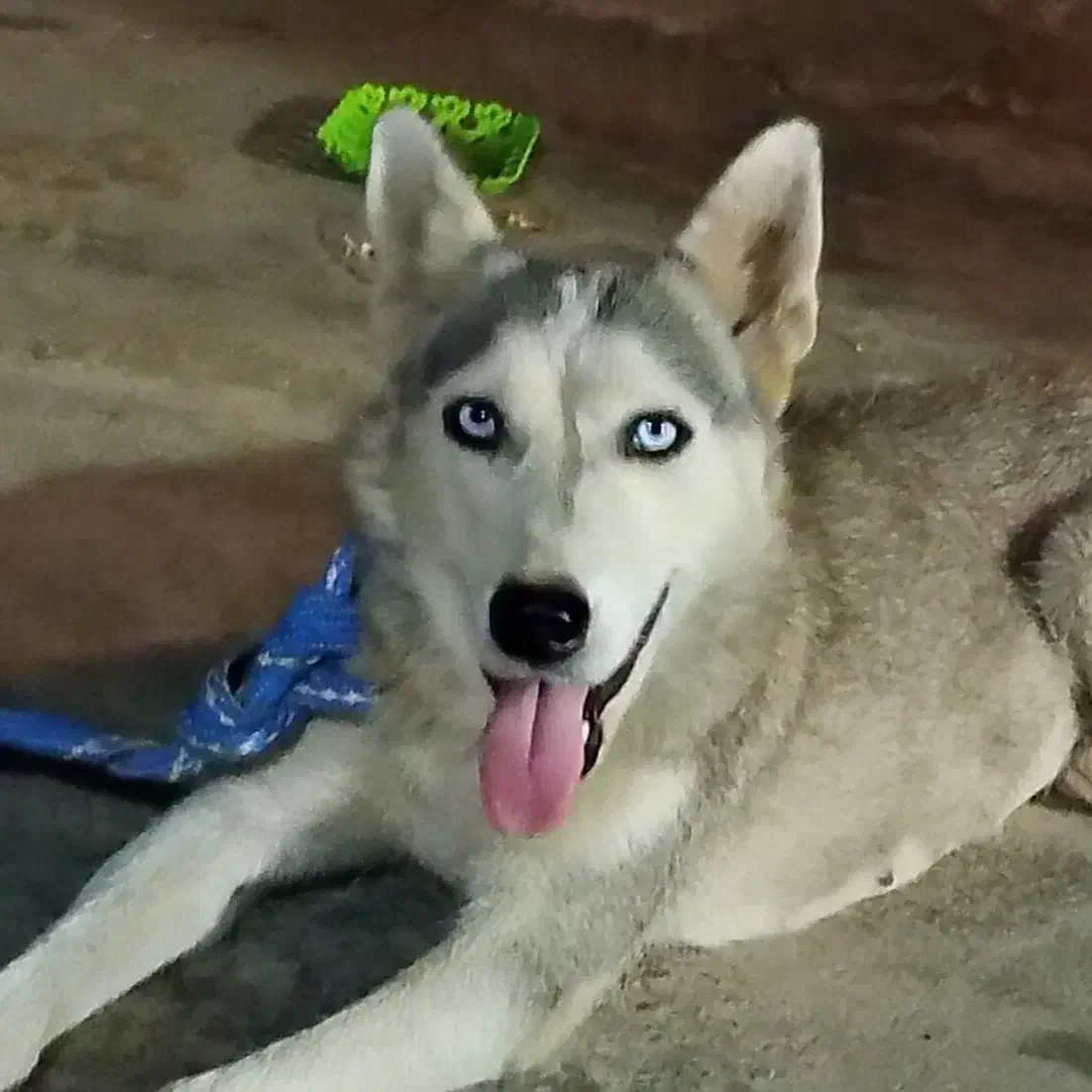 هاسکی ماده|سگ|گرگان, |دیوار