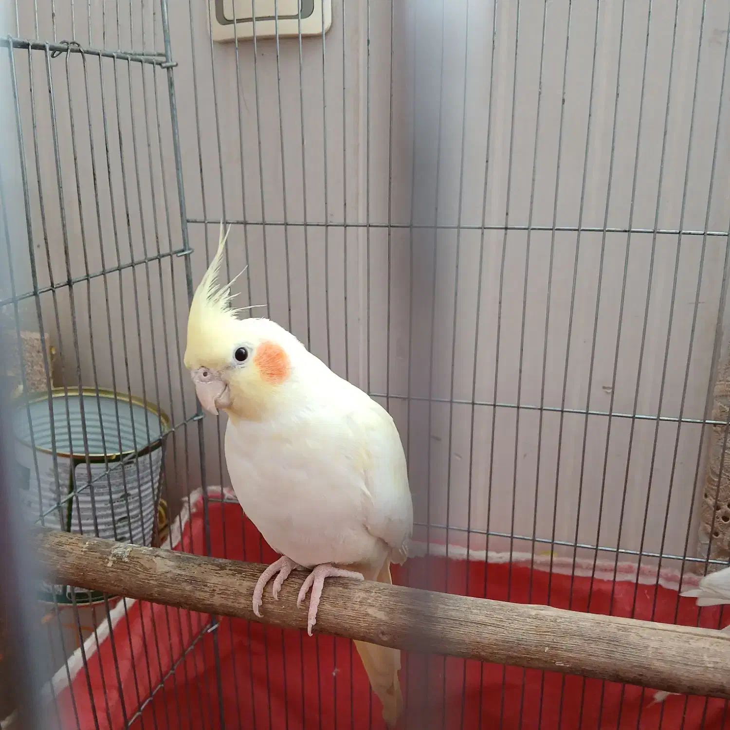 عروس هندی لوتینو ماده|پرنده|قزوین, |دیوار