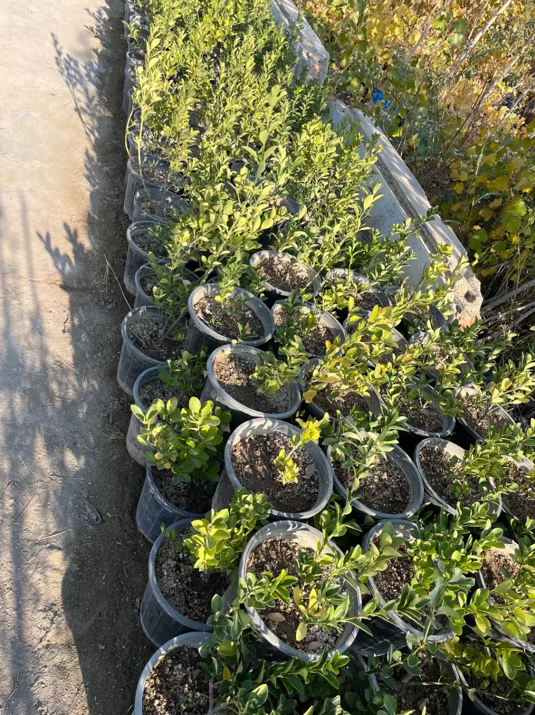 گل و گیاه نهال|خدمات باغبانی و درختکاری|شاهدشهر, |دیوار