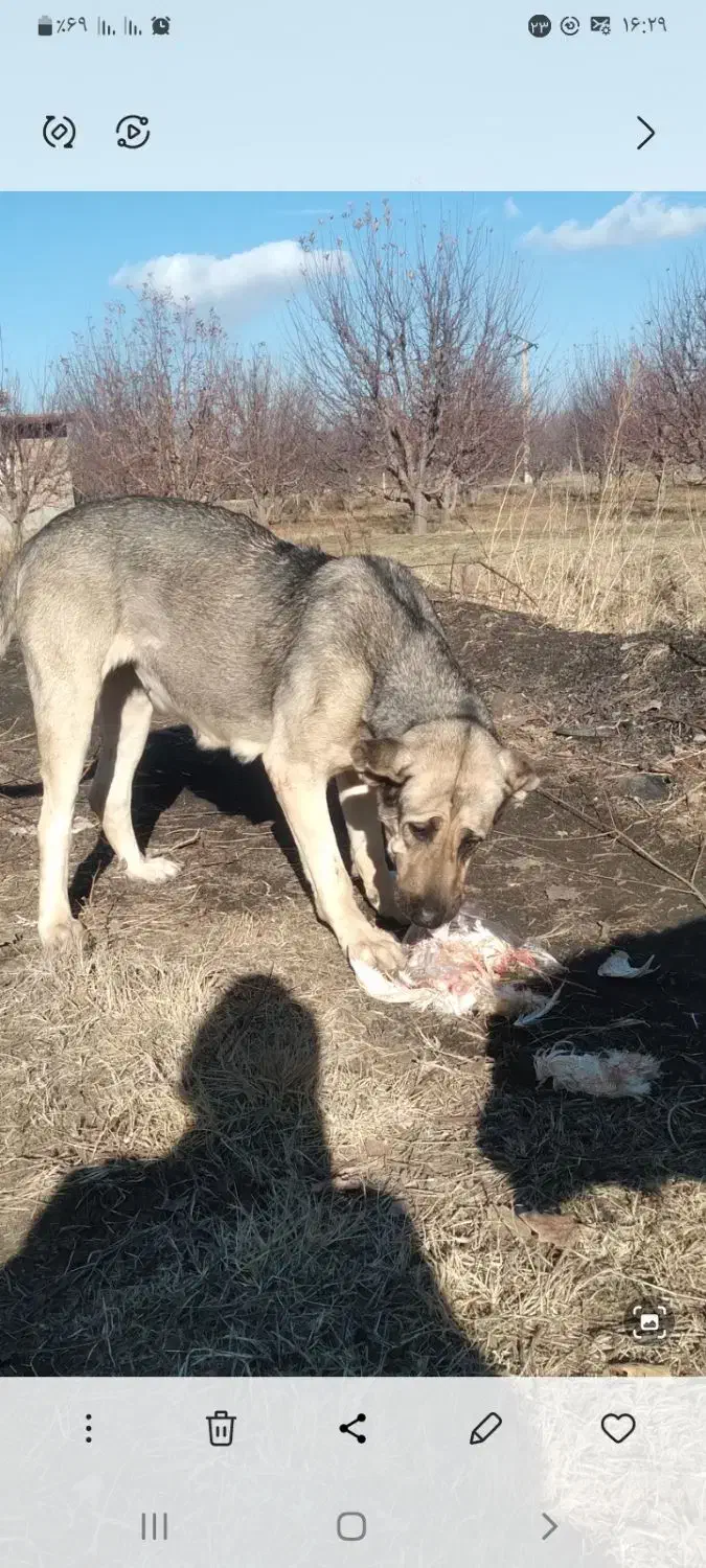 سگ گله|سگ|محمدبار, |دیوار