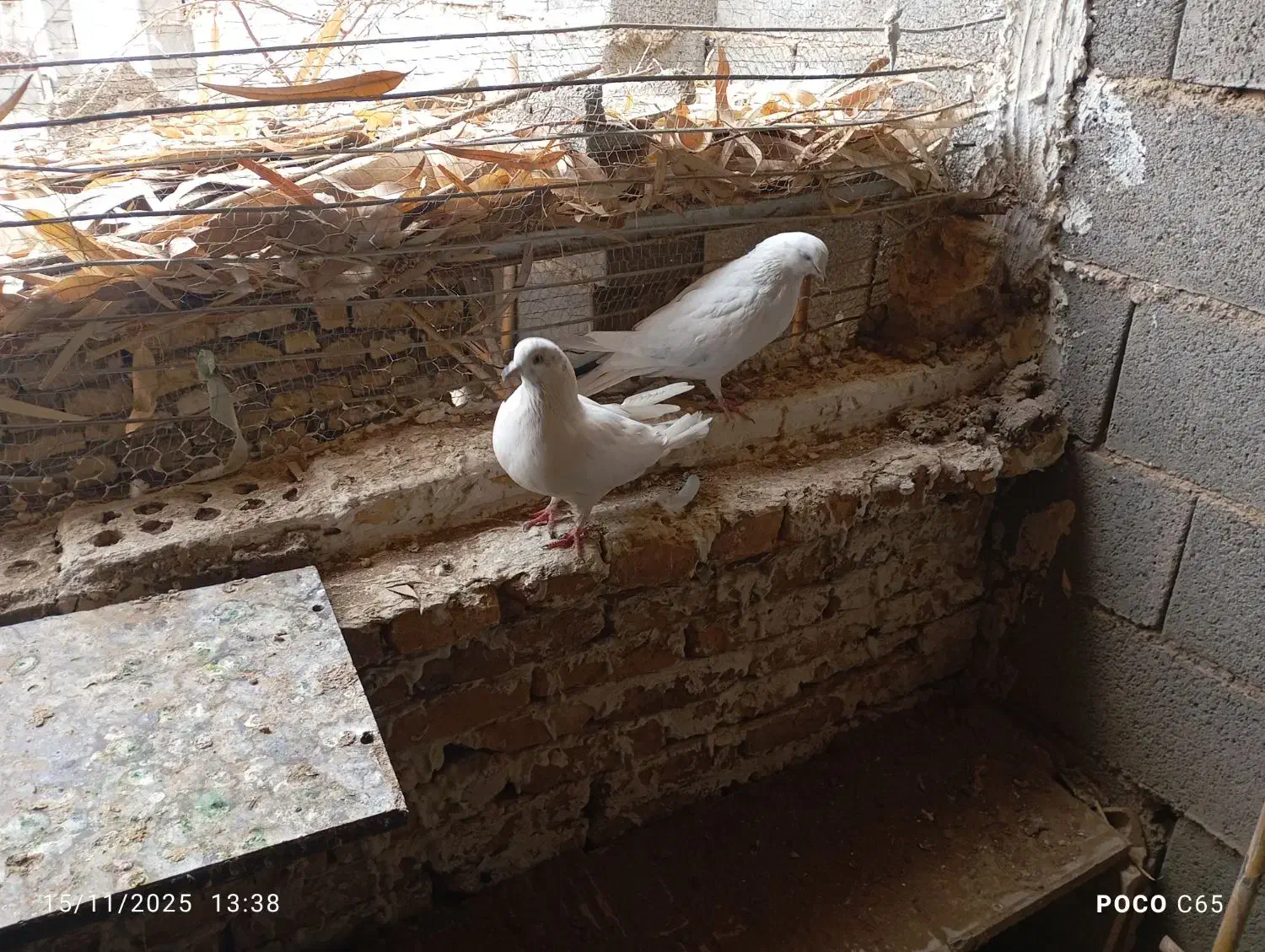 کفتر|پرنده|کویرات, |دیوار