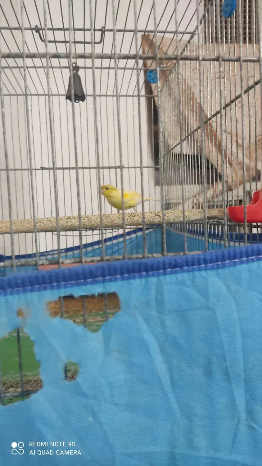 نر قناری|پرنده|قم, زمان زاده|دیوار