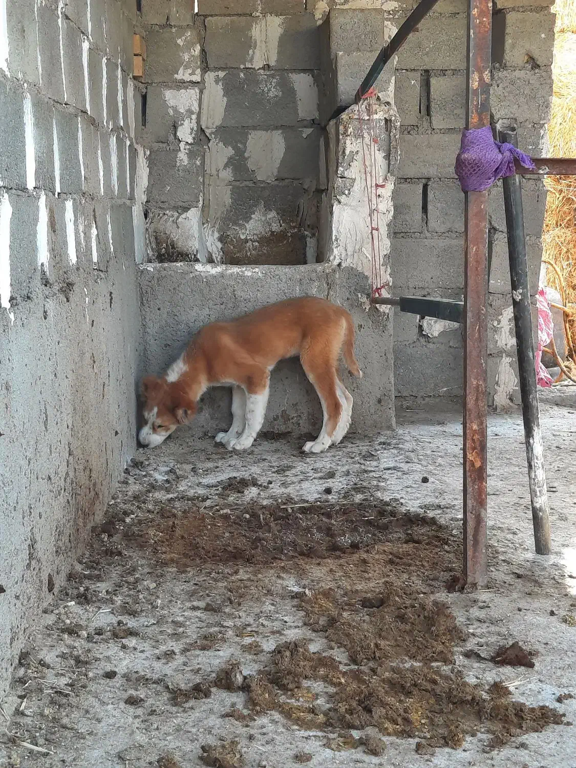 توله معاوضه هم دارم|سگ|تربت جام, جلگه موسی آباد|دیوار