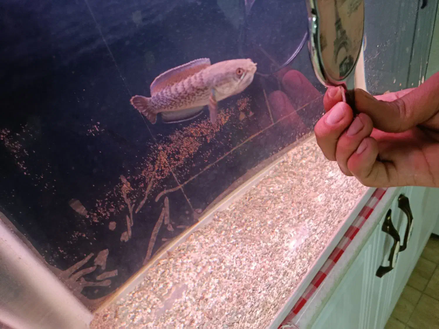 ماهی چانا استوراتی|ماهی|الیگودرز, |دیوار