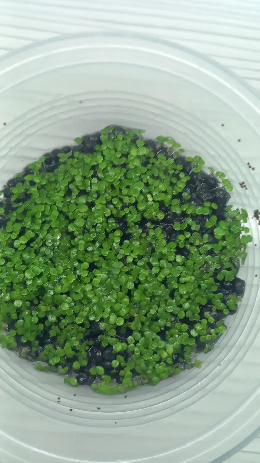 چمن آکواریوم|ماهی|خرمآباد, |دیوار