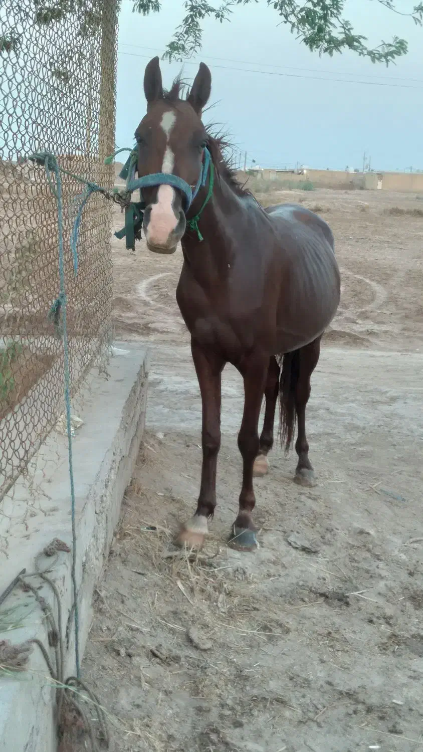 سلام خدمت اسب سواران مادیون کحیلان|اسب و تجهیزات اسبسواری|آبادان, |دیوار