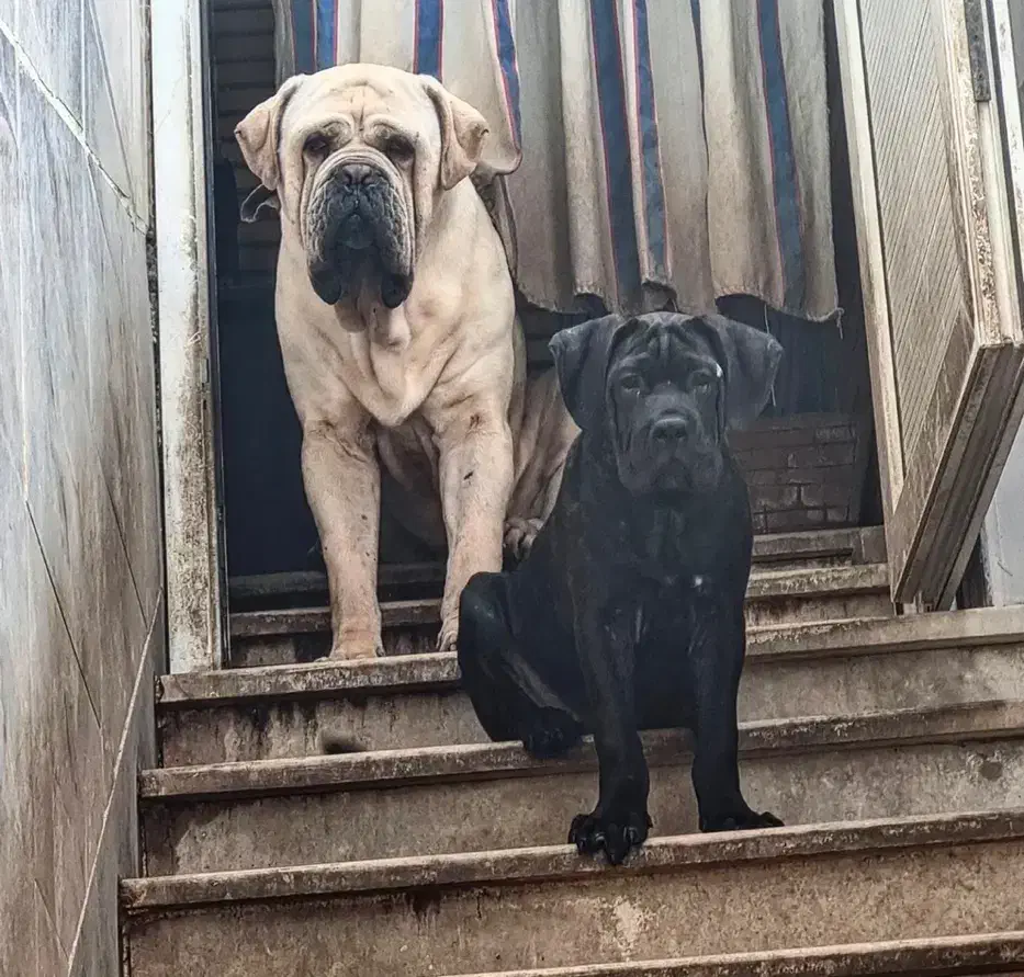 کنکورسو نر و ماده|سگ|کارون, |دیوار