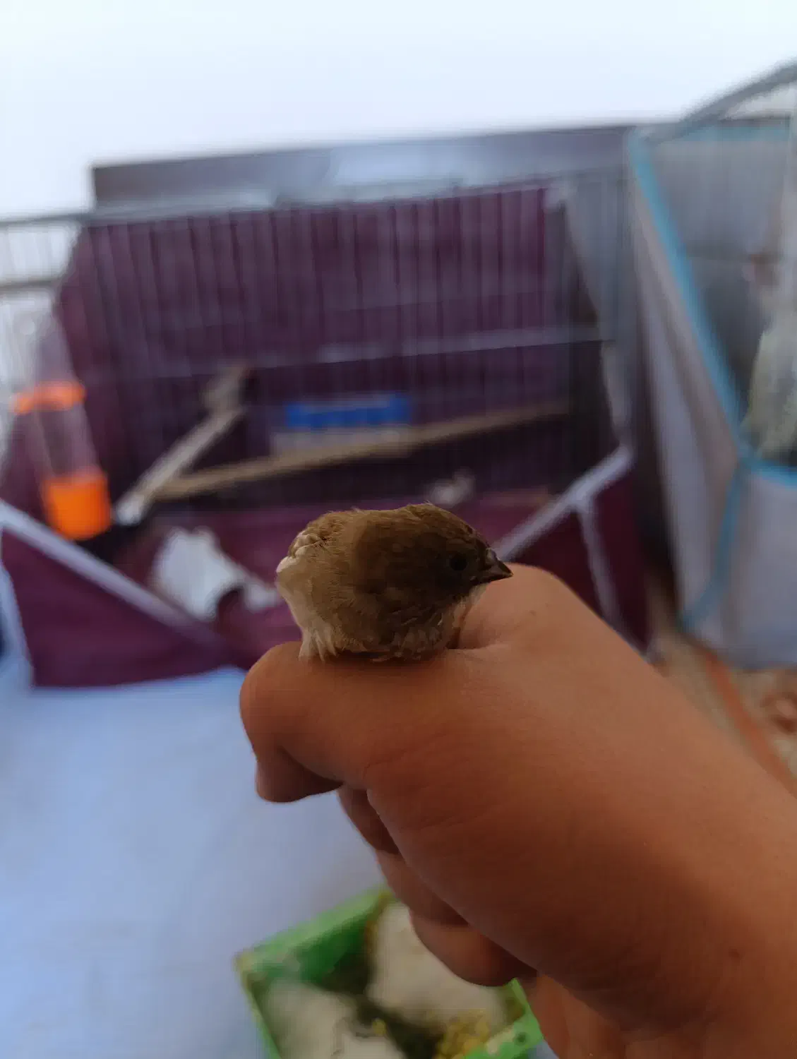 1 جفت فنج به فروش میرسد|پرنده|اقبالیه, |دیوار