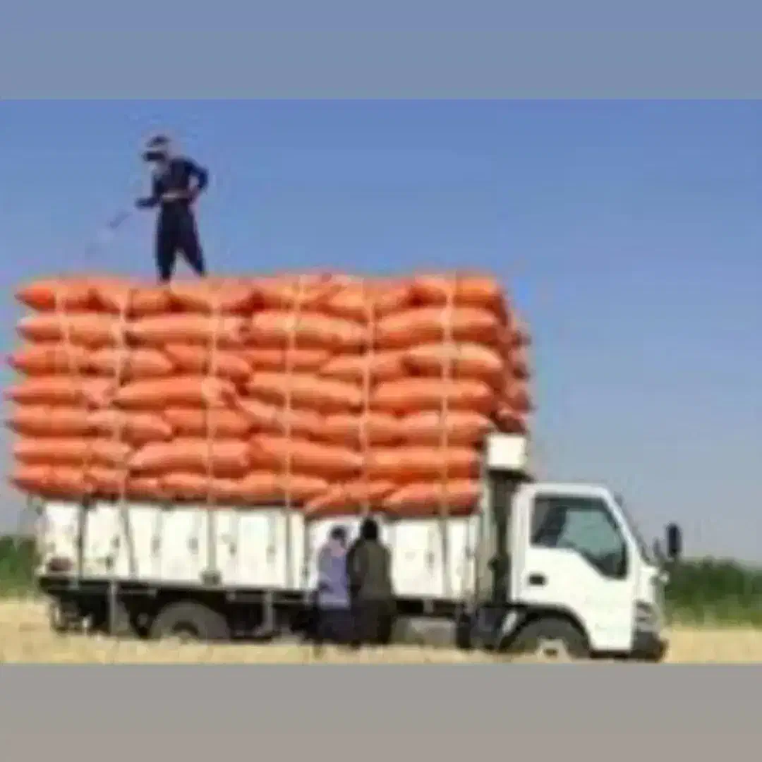 کاه لوبیا کاه گندم|حیوانات مزرعه|صائین قلعه, |دیوار