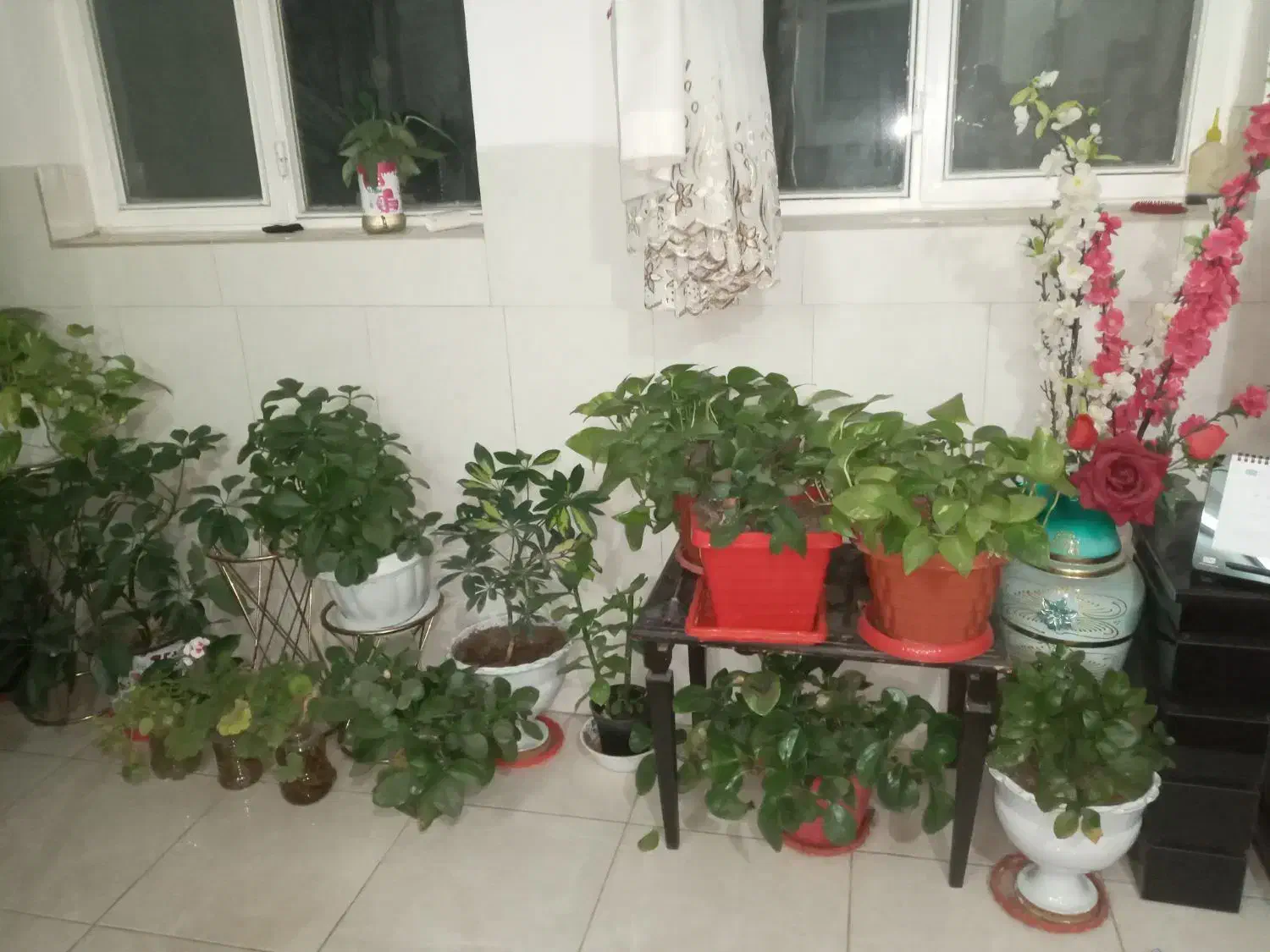 فروش تک یا عمده|گل و گیاه طبیعی|گلپایگان, |دیوار