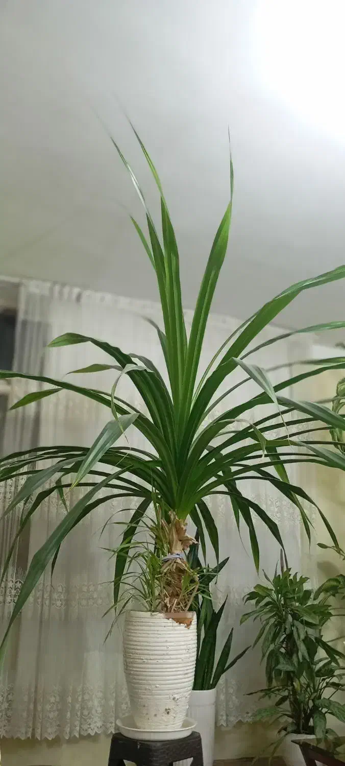 گل پاندانوس|گل و گیاه طبیعی|تهران, صد دستگاه|دیوار