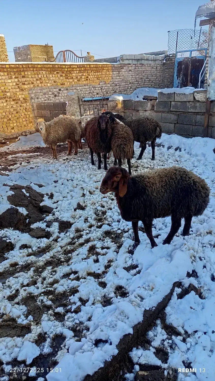 بره نر|حیوانات مزرعه|تربت جام, مسکن مهر|دیوار