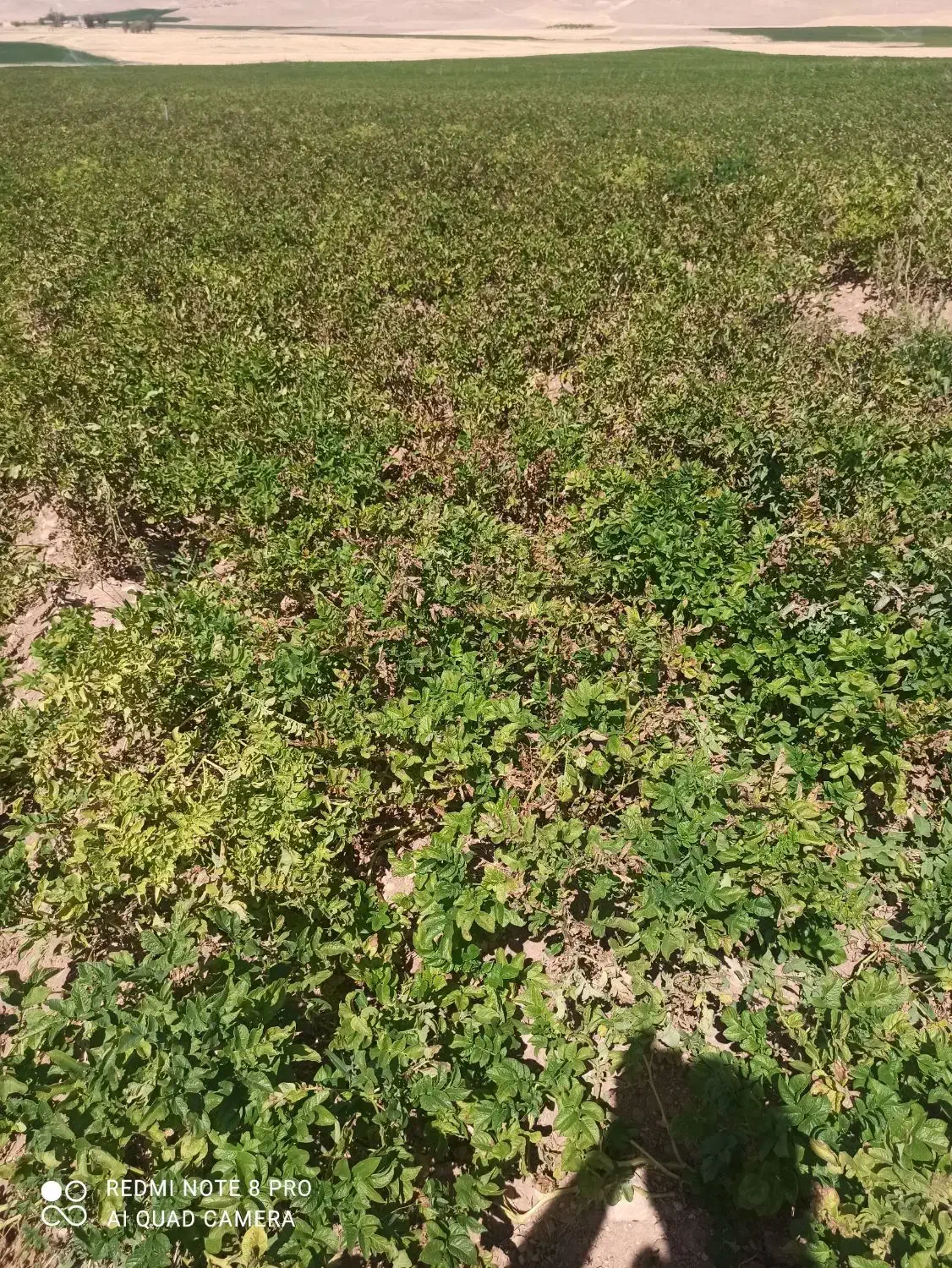 اجاره انبار بزرگ و مرتب|اجارهٔ دفتر صنعتی، کشاورزی، تجاری|دهگلان, |دیوار