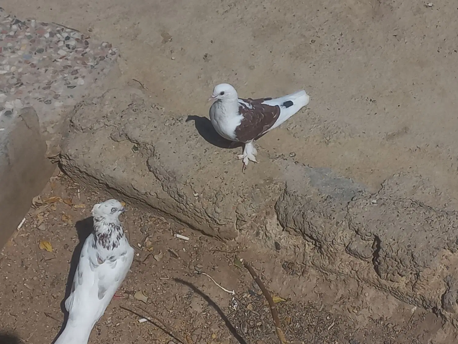 کبوتر|پرنده|کاکی, |دیوار