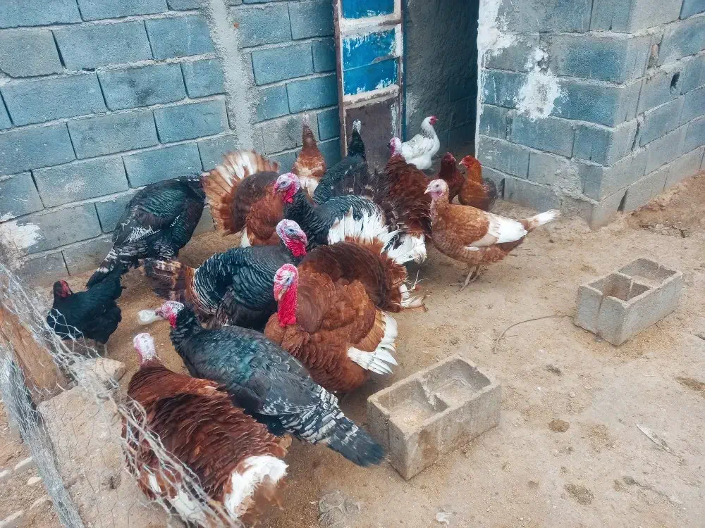 بوقلمون نر و ماده|حیوانات مزرعه|کمیجان, |دیوار