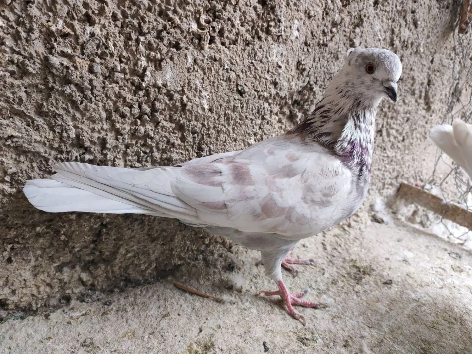 کفتر|پرنده|ری, شهرک نظامی|دیوار