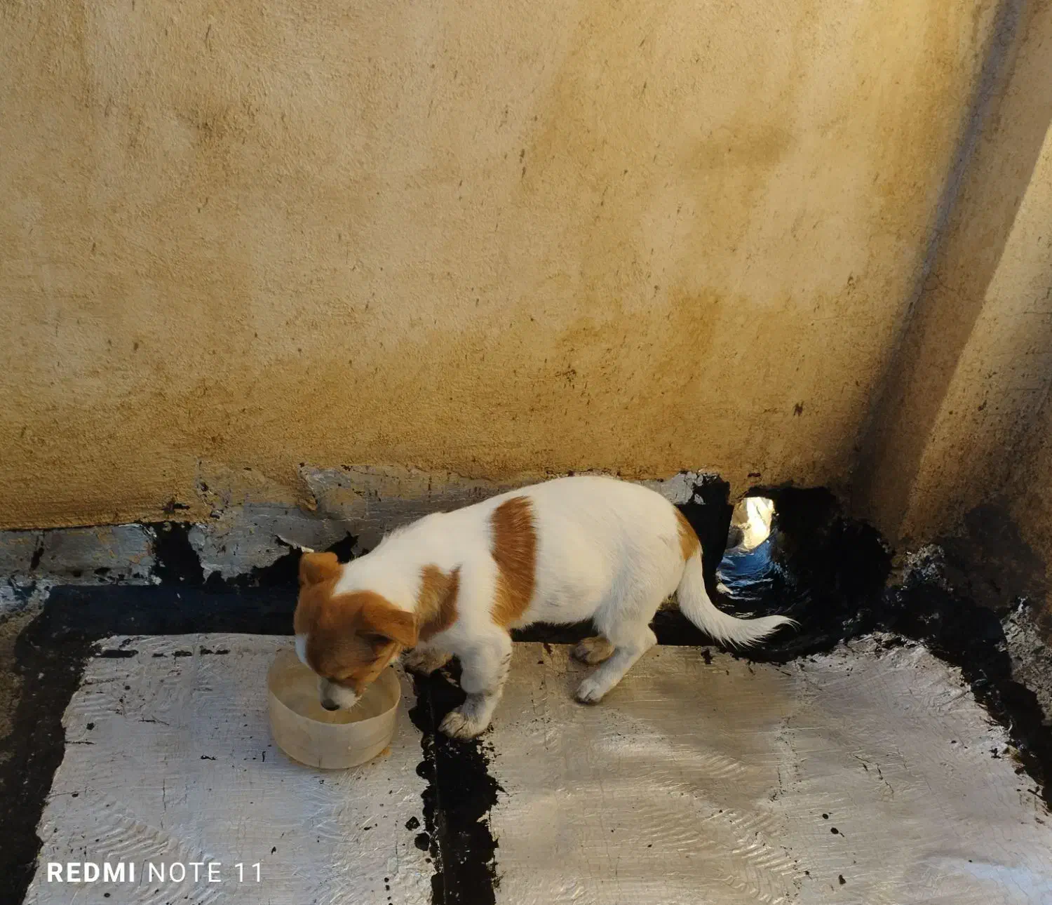 فروش توله سگ نر ۴ماهه وسترن|سگ|میانه, |دیوار