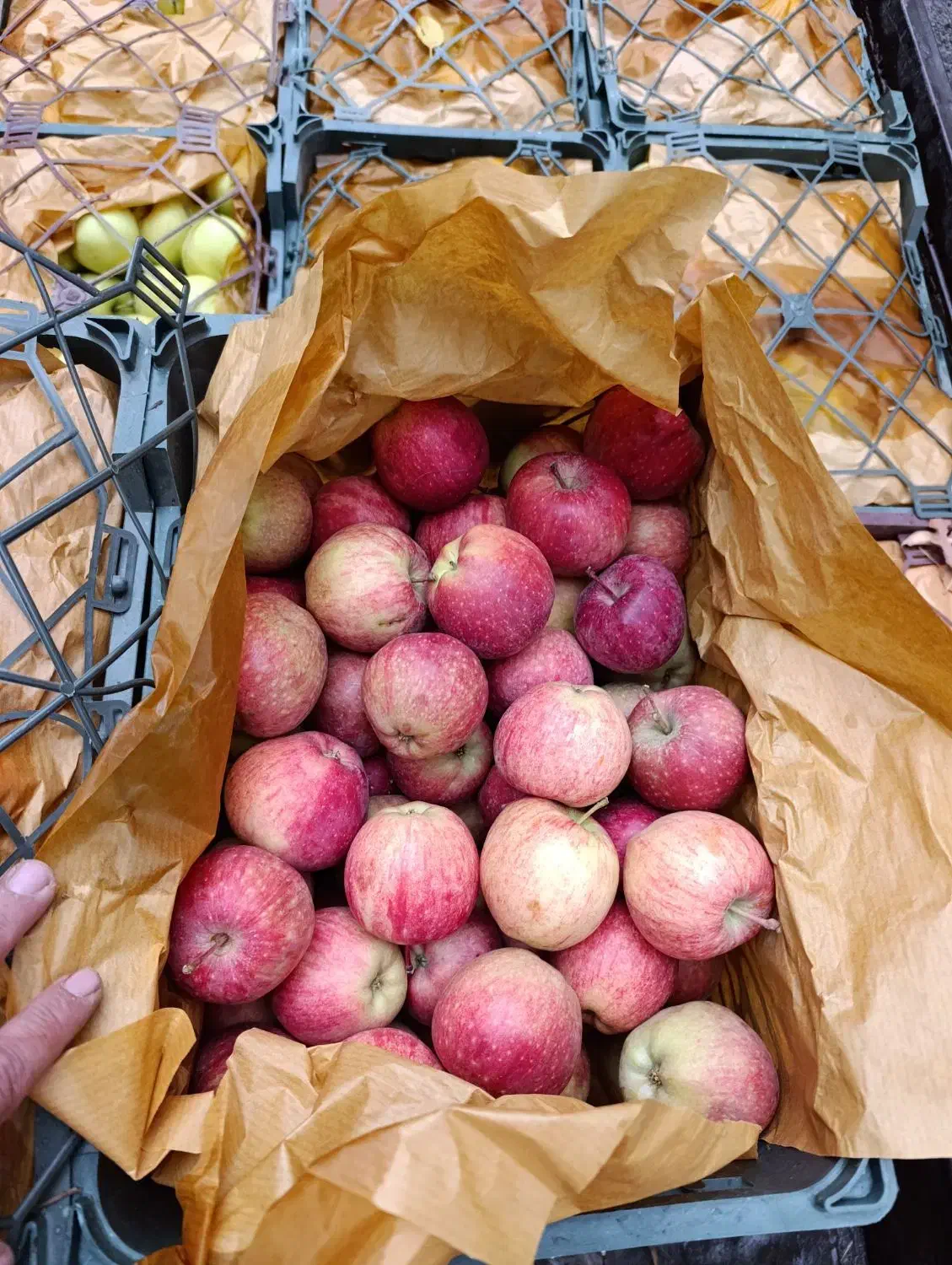 سیب درجه دو|خوردنی و آشامیدنی|سراجو, |دیوار