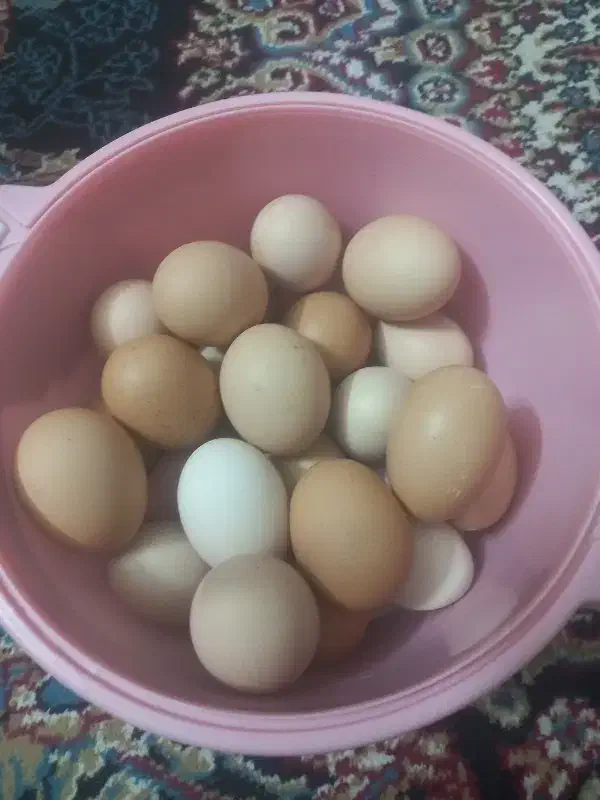 تخم مرغ محلی نطفه دار|حیوانات مزرعه|مشهد, چهاربرج|دیوار