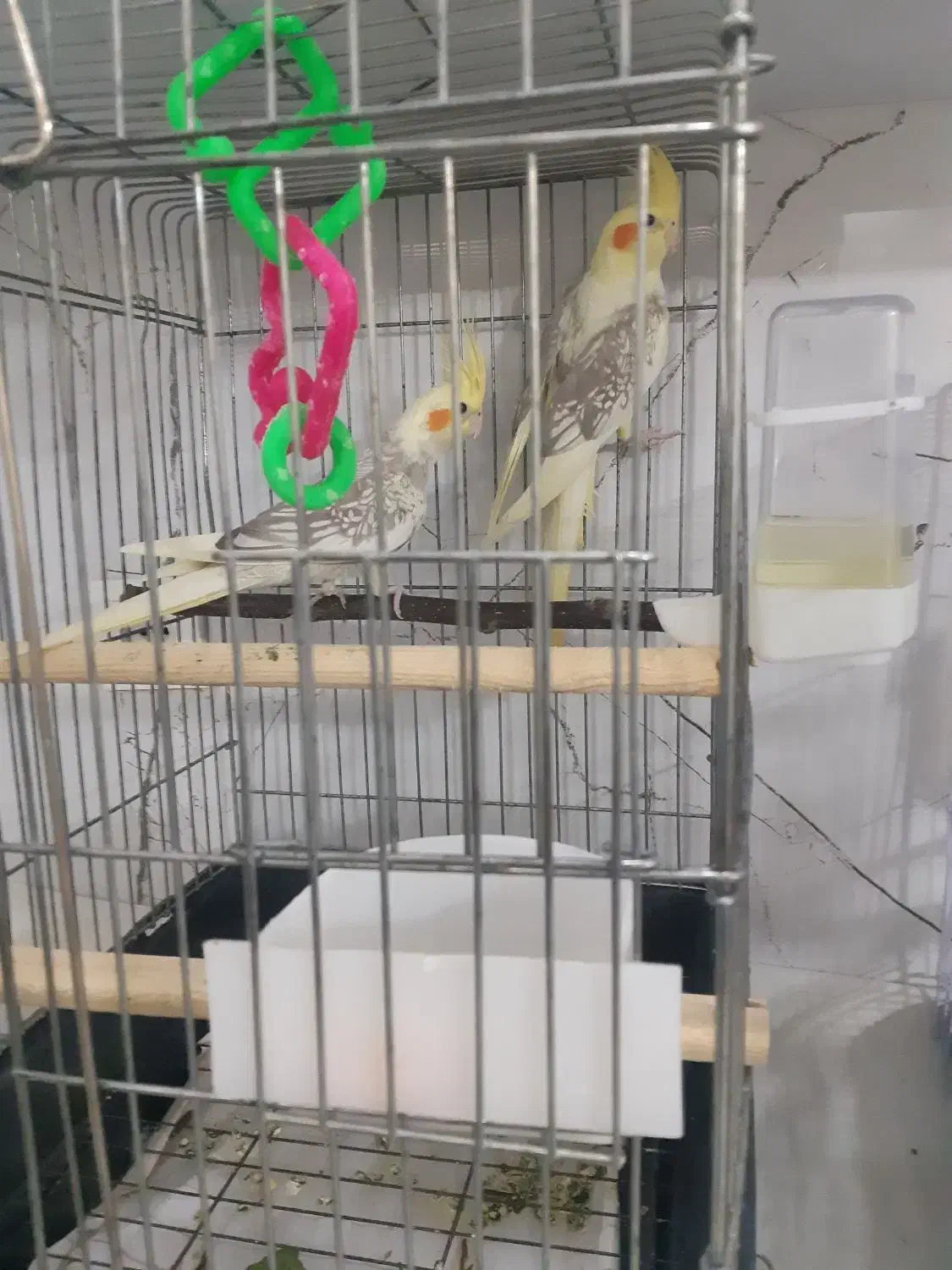 عروس هلندی|پرنده|اندیشه, اندیشه فاز ۱|دیوار