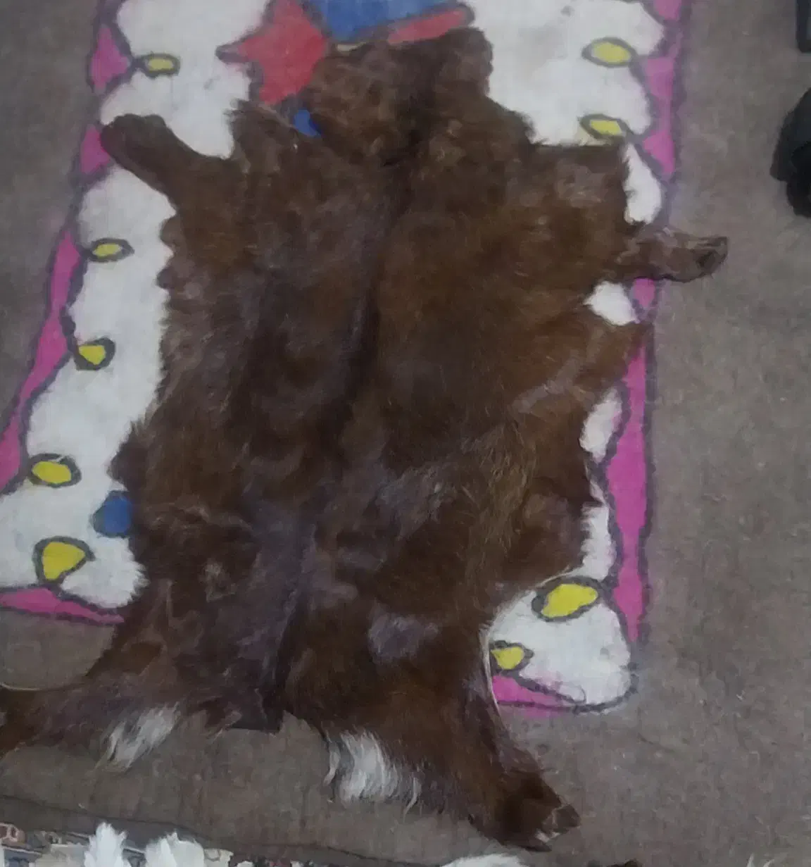 پوست بز|روفرشی|تهران, دهم فروردین|دیوار