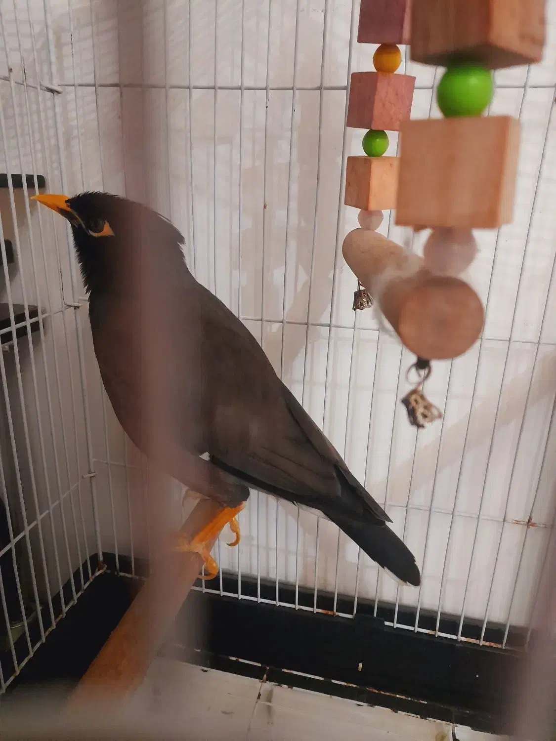 مرغ مینا سخنگو رخ به رخ به شرط|پرنده|تهران, مشیریه|دیوار