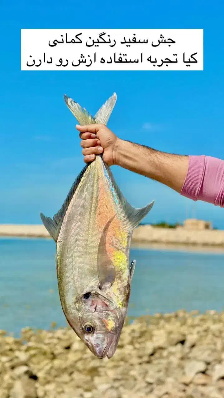 فروش انواع ماهی و میگو عمده و جزئی|عمده‌فروشی|سیاخ دارنگون, |دیوار