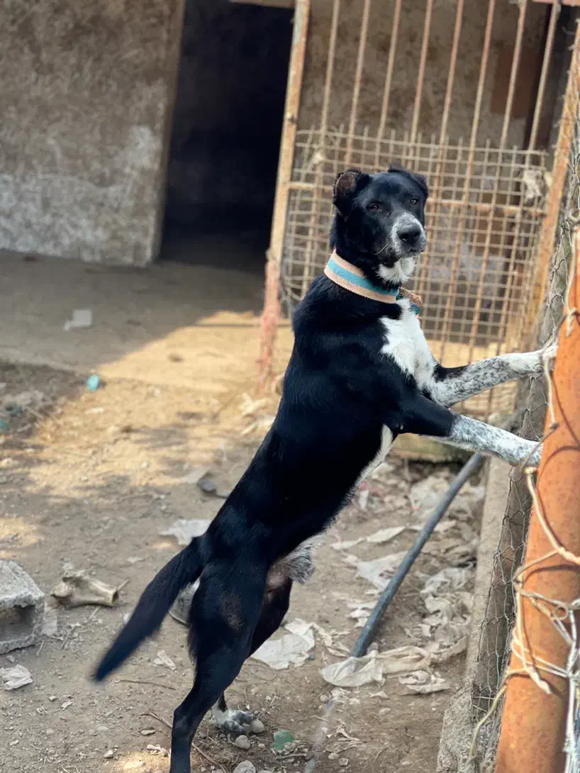 سگ گله نگهبان|سگ|رشت, حومه رشت|دیوار