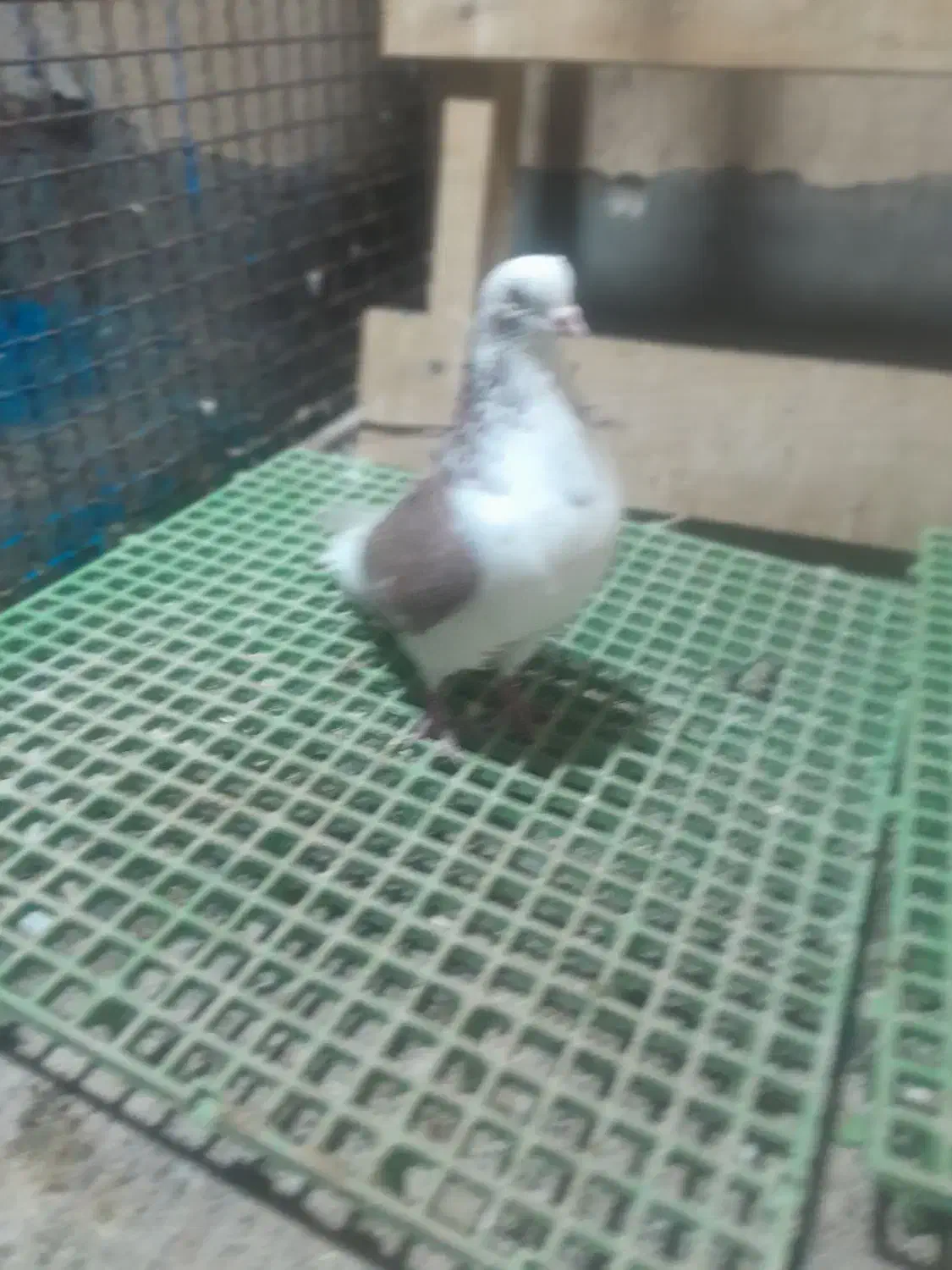 کفتر ساعت سنگین|پرنده|بومهن, |دیوار