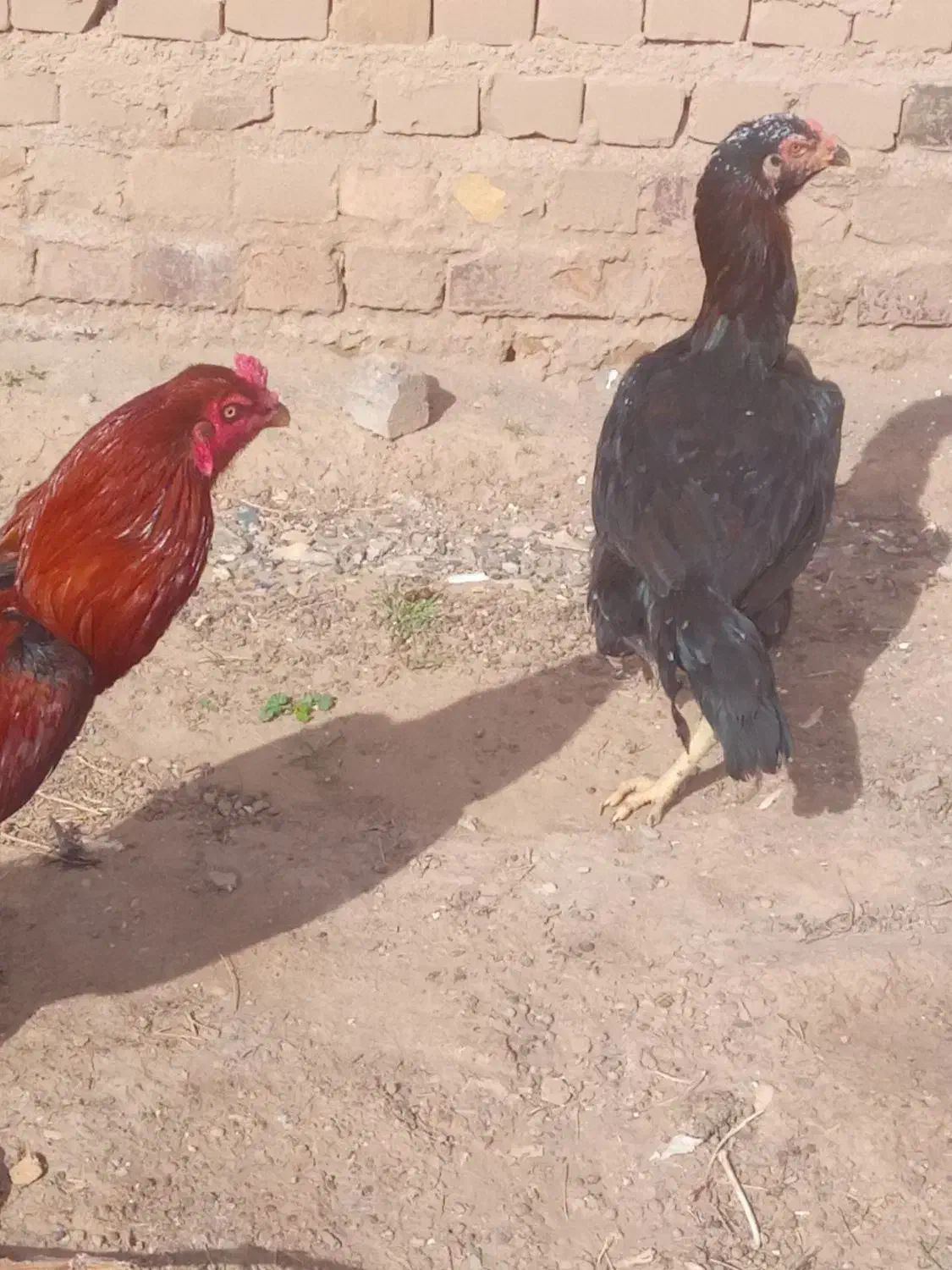 خروس لاری|حیوانات مزرعه|تایباد, |دیوار