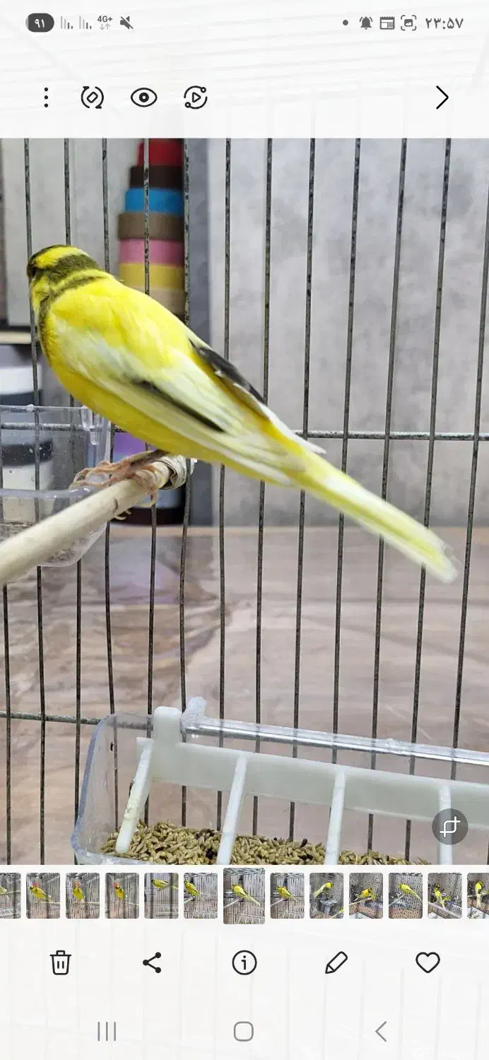 قناریهای رسمی بلند|پرنده|تهران, دهم فروردین|دیوار