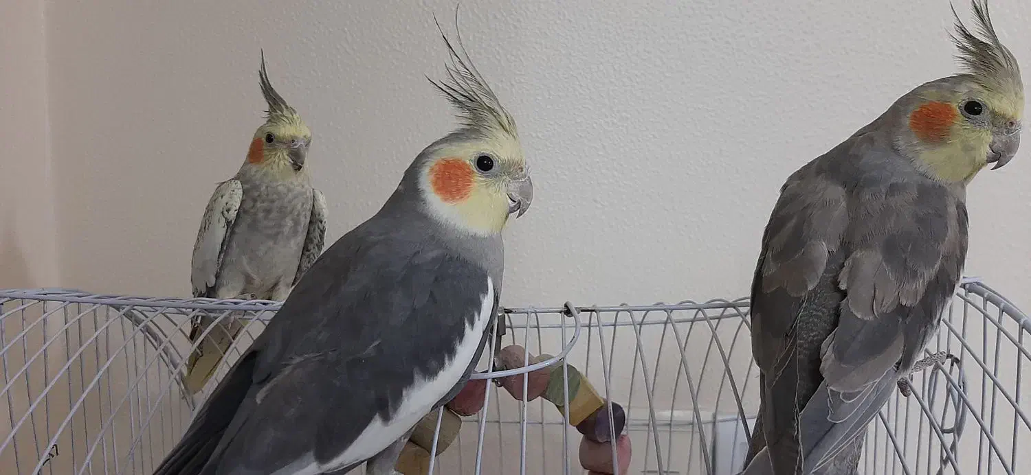 عروس هلندی|پرنده|شاهین‌شهر, مسکن مهر|دیوار