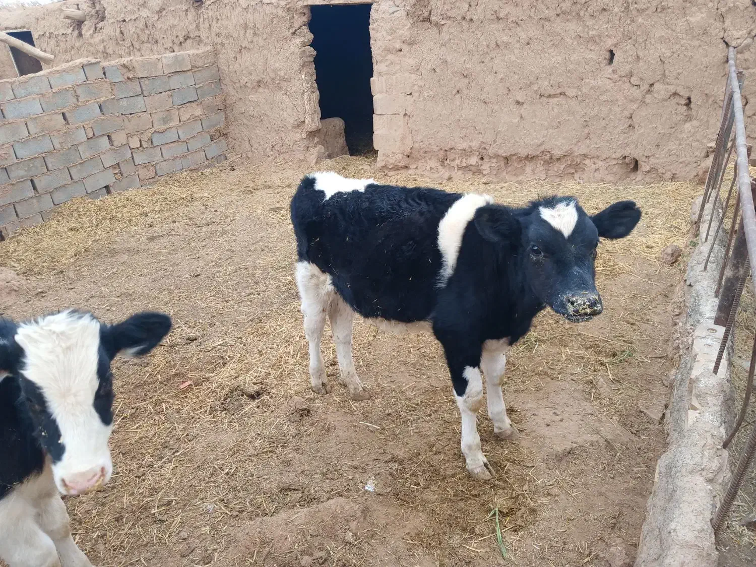 گوساله|حیوانات مزرعه|تربت جام, میان جام|دیوار