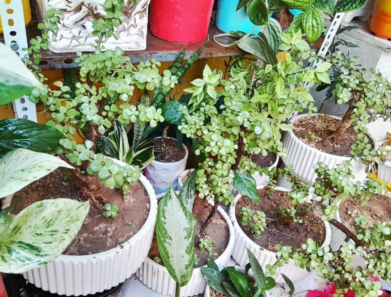 گلهای آپارتمانی|گل و گیاه طبیعی|کرمانشاه, |دیوار