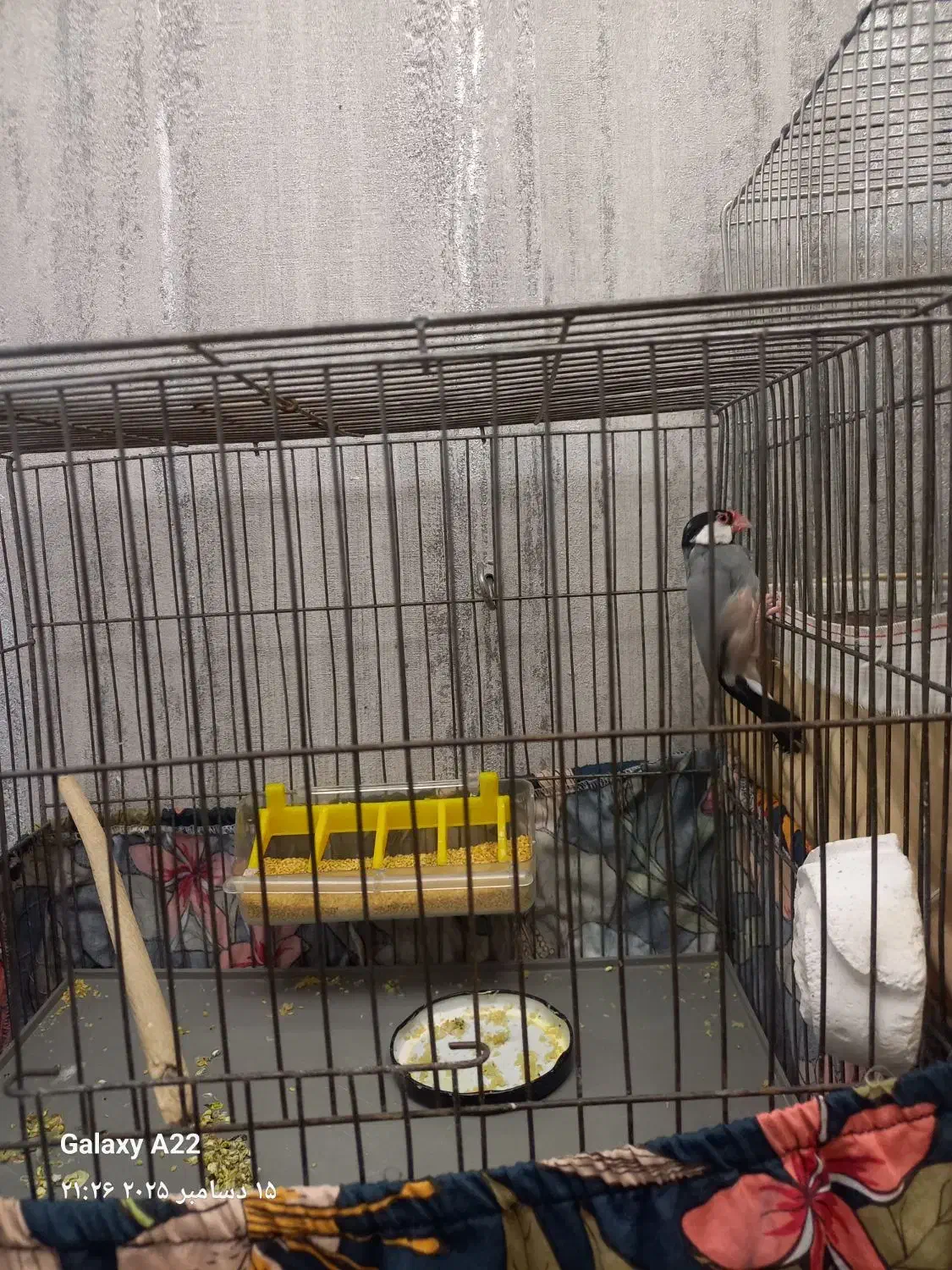 فنچ نرگسی|پرنده|پردیس, فاز ۸|دیوار