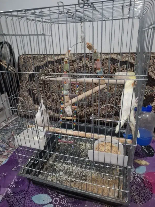 عروس هلندی|پرنده|قرچک, محمد آباد|دیوار