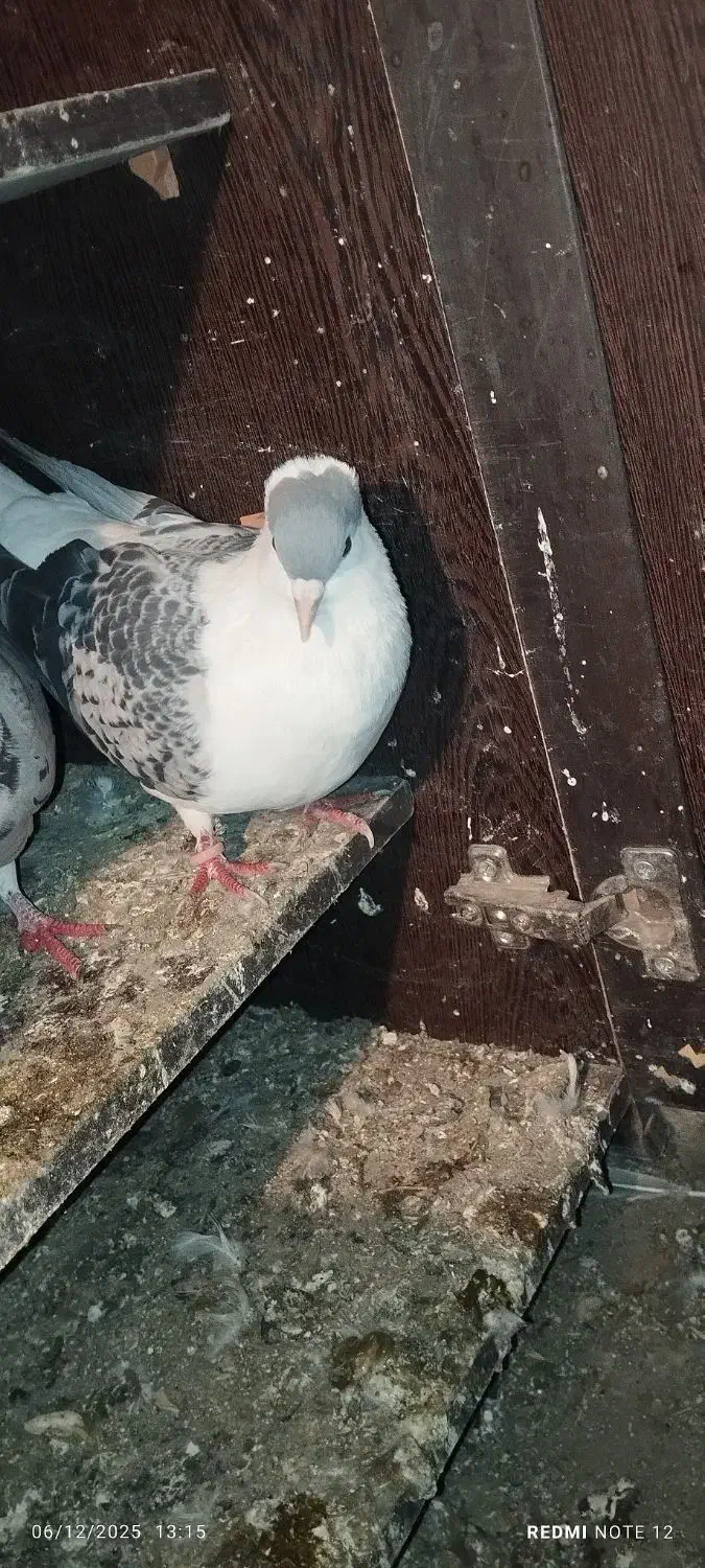 خال،ساده کاکلی،سینه جنگی|پرنده|چناران, |دیوار