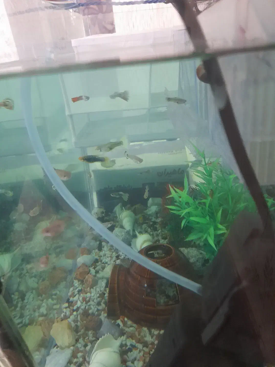 ماهی اکواریمی|ماهی|مراغه, |دیوار