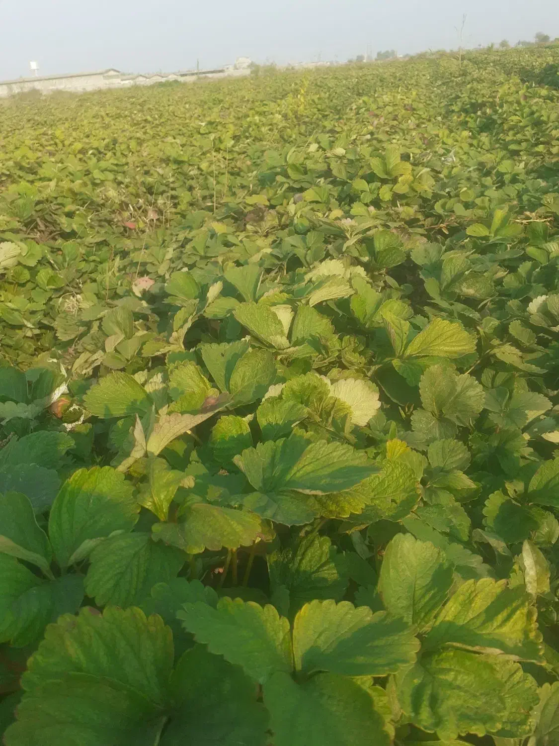 توت فرنگی کاماروس درجه ۱ نی ۸ ملیون|خدمات باغبانی و درختکاری|خان ببین, |دیوار