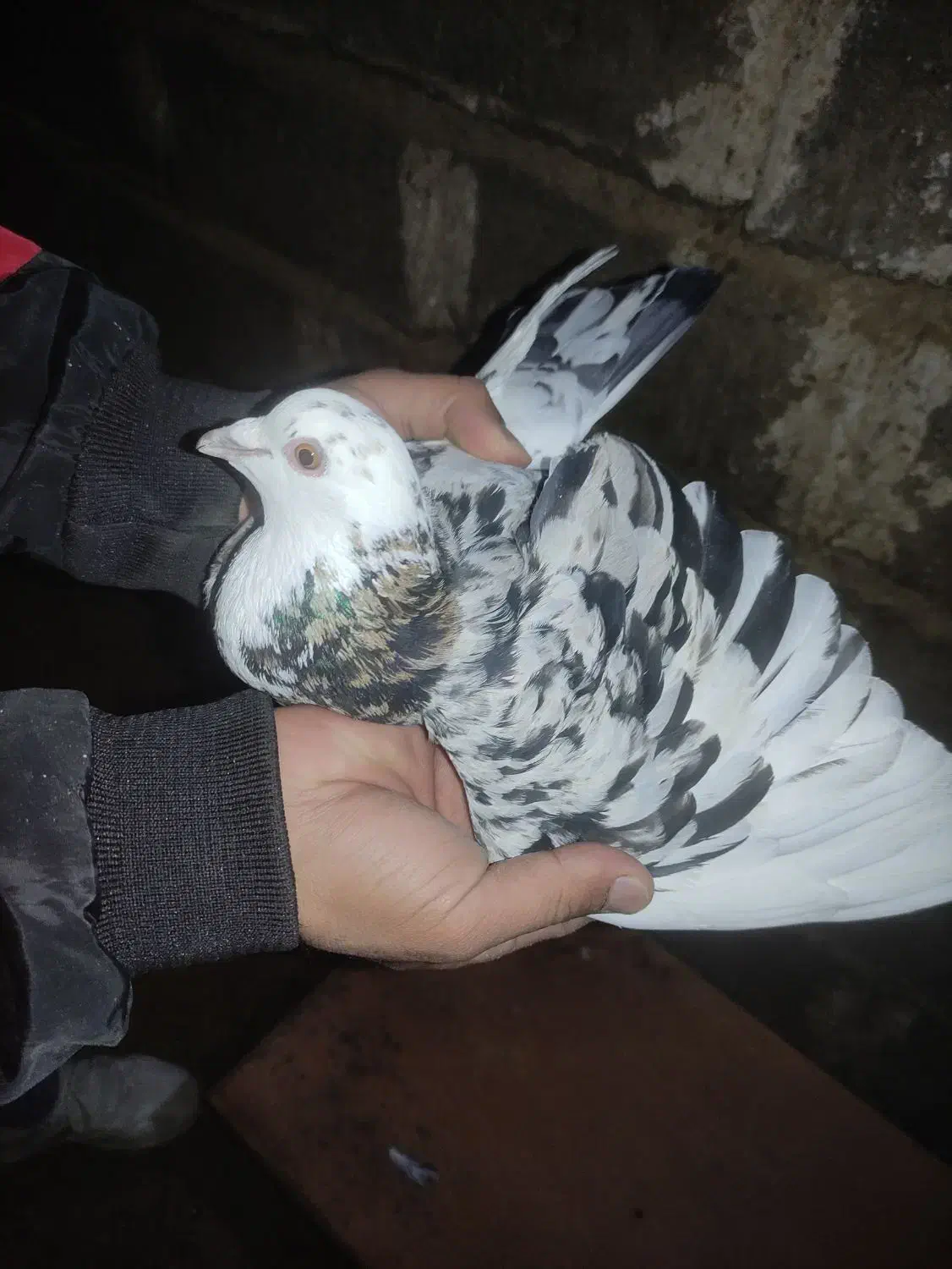 کبوتر|پرنده|سبزوار, پامنار|دیوار