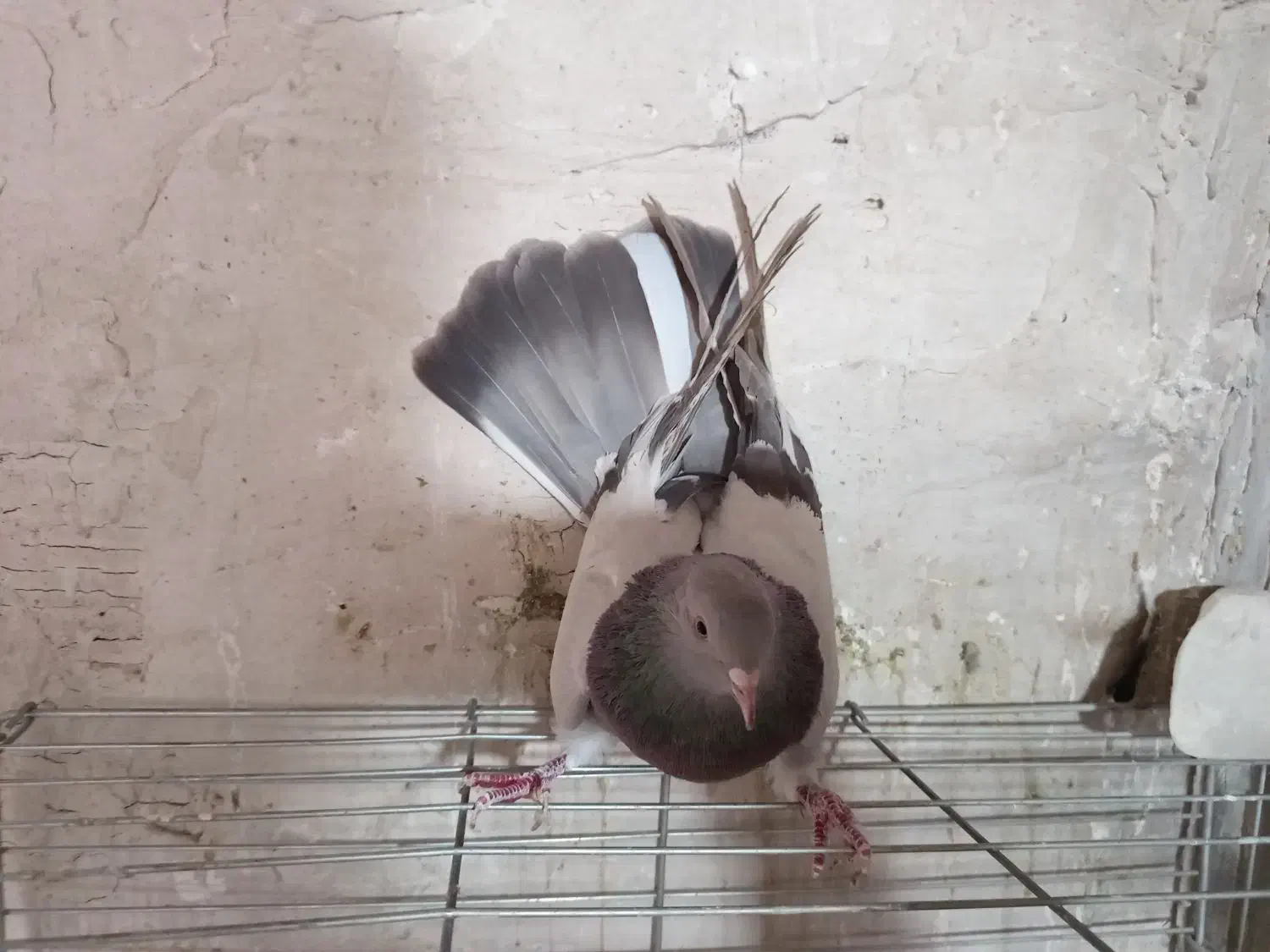 کفتراصفهانی|پرنده|برخوار, |دیوار