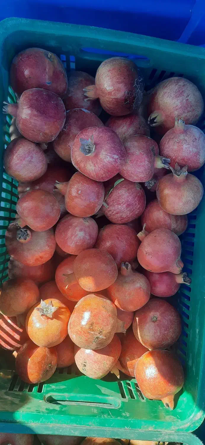 600کیلو انار عمده|خوردنی و آشامیدنی|شیراز, کوشک میدان|دیوار