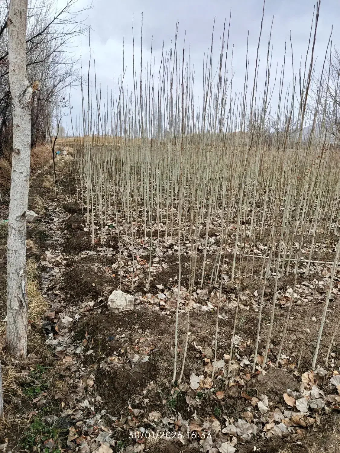 نهال صنوبر|گل و گیاه طبیعی|بروجرد, |دیوار