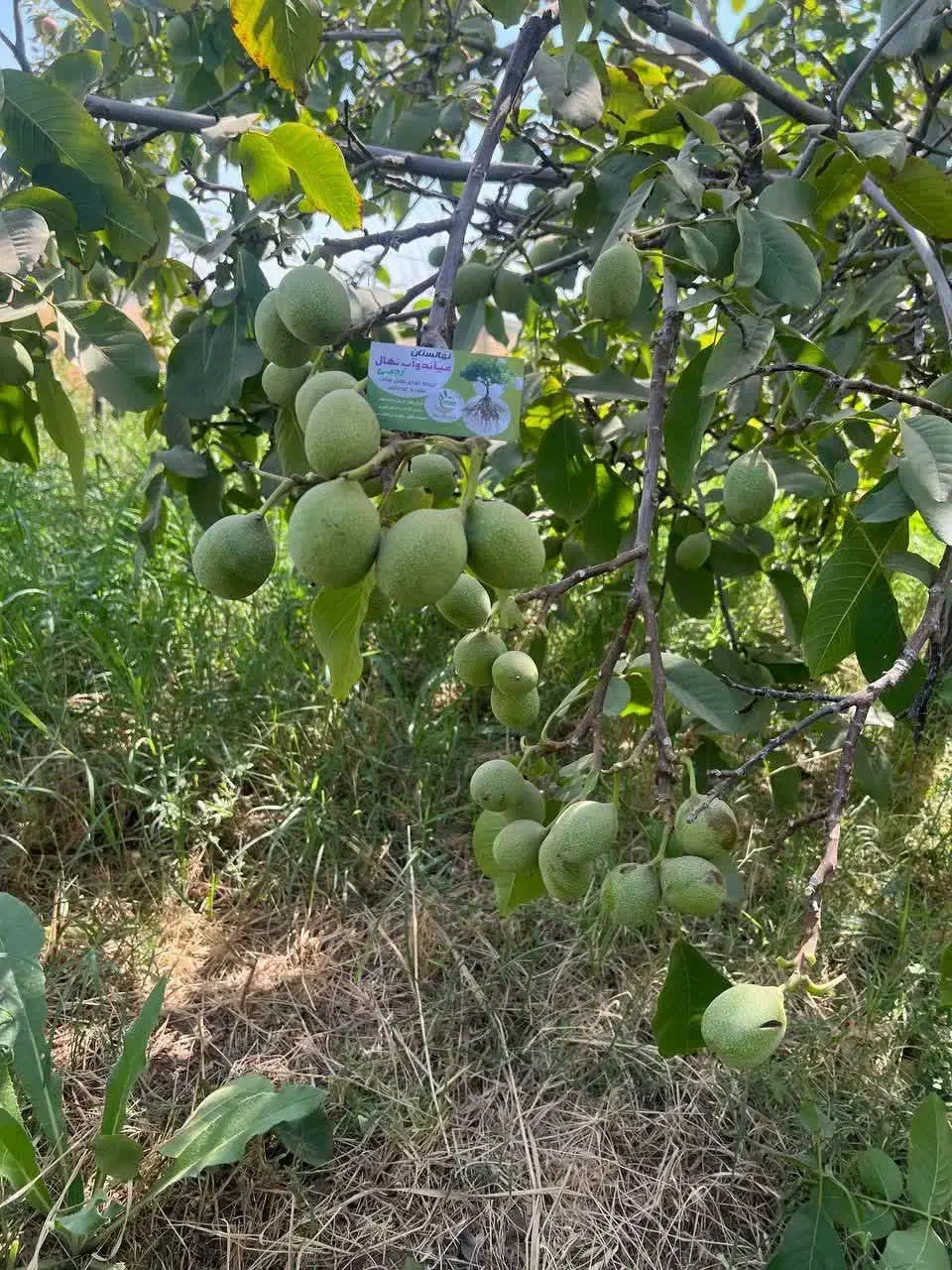 نهال گردو با درآمد بالا|خدمات باغبانی و درختکاری|بادرود, |دیوار