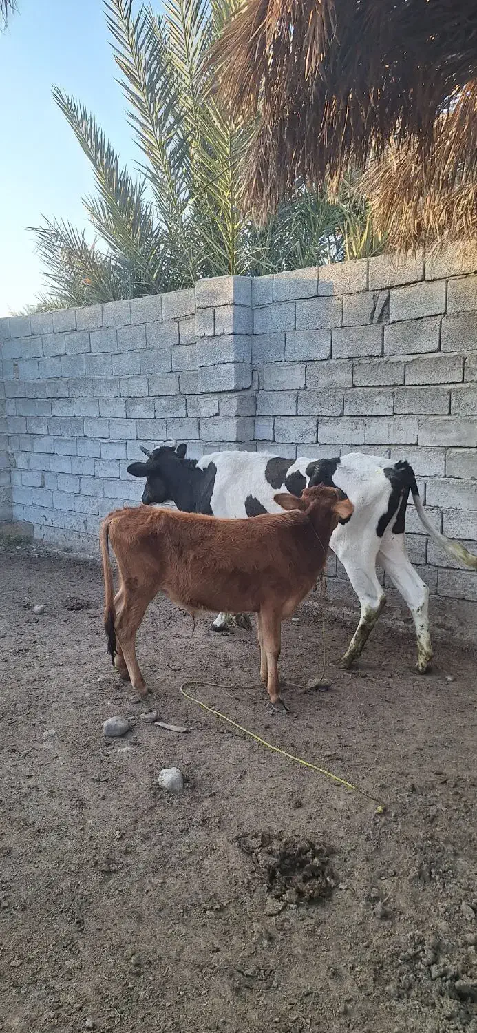 گاو فروشی|حیوانات مزرعه|جیرفت, |دیوار