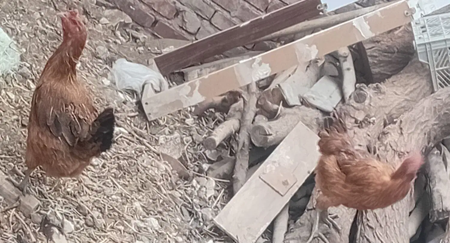 مرغ تخم گذار|حیوانات مزرعه|بناب, |دیوار