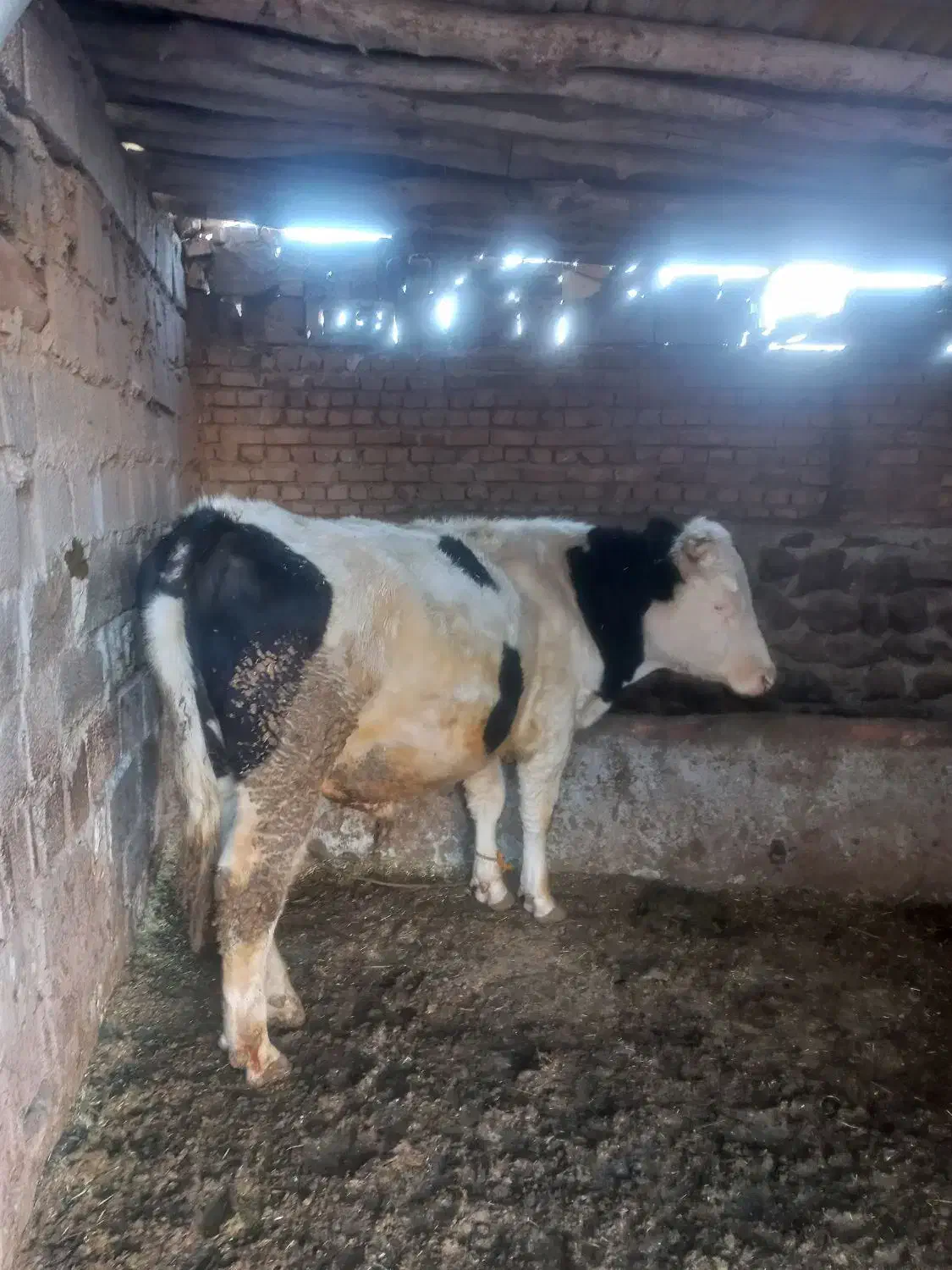 گاو نر ۱۴ماهه|حیوانات مزرعه|نوشین شهر, |دیوار