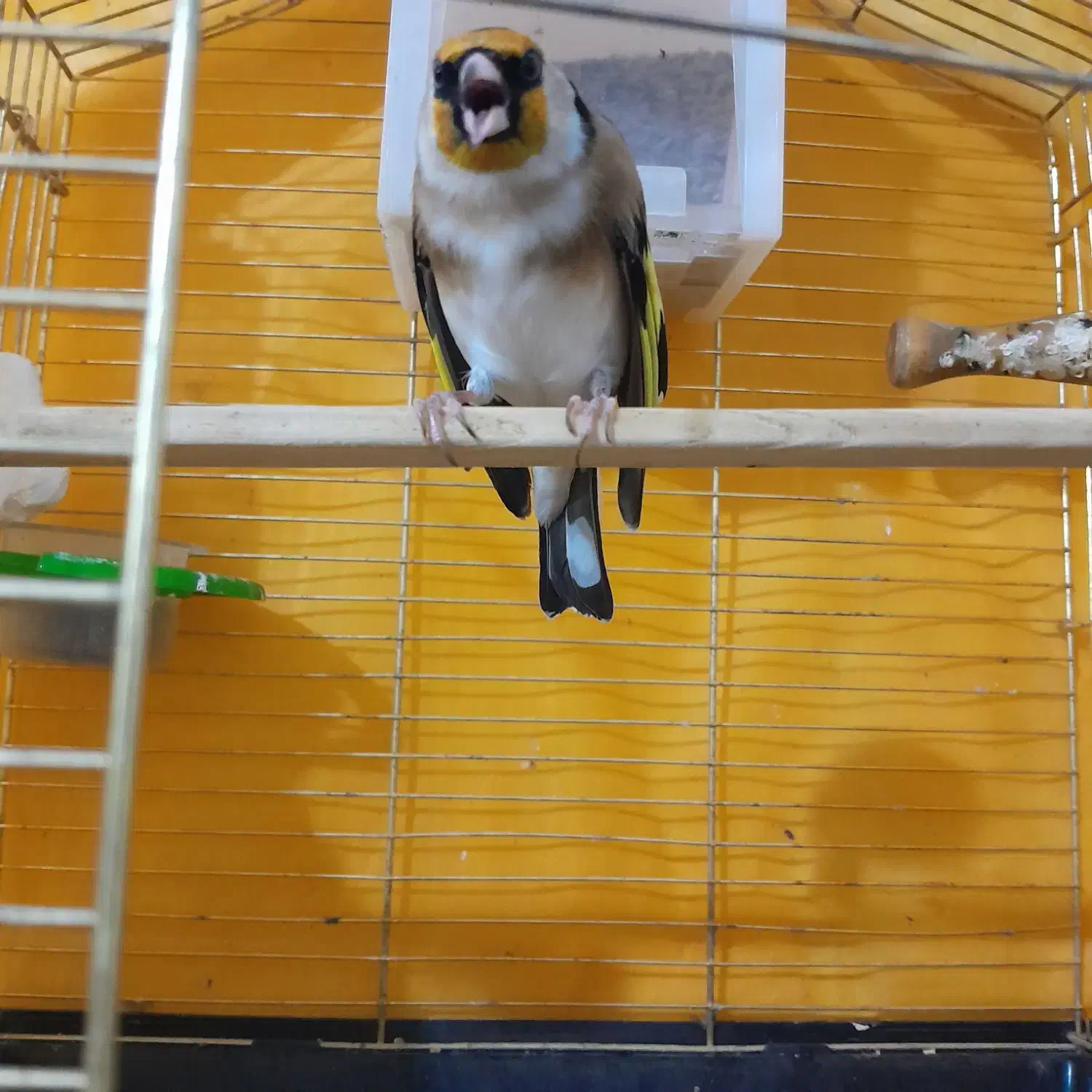 سهره دستی دهندار|پرنده|ابهر, |دیوار