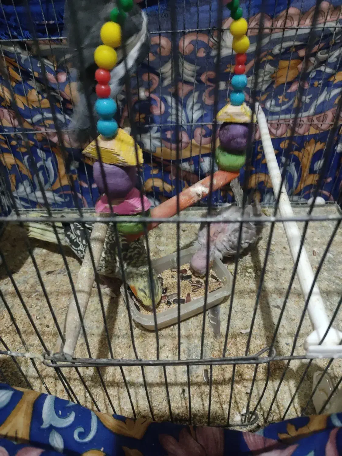 جفت عروس هلندی با جوجه|پرنده|تربت‌حیدریه, حاجی یار‎|دیوار